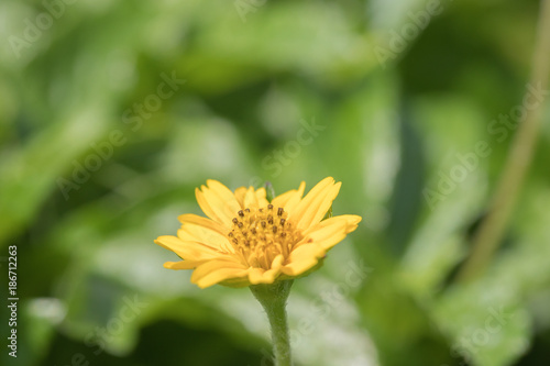 Thymophyllia yellow flower natural summer background