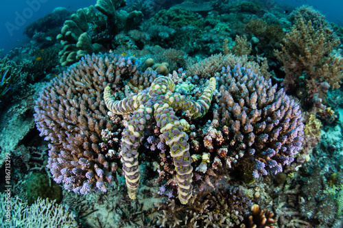 Warty Starfish on Reef in Banda Sea
