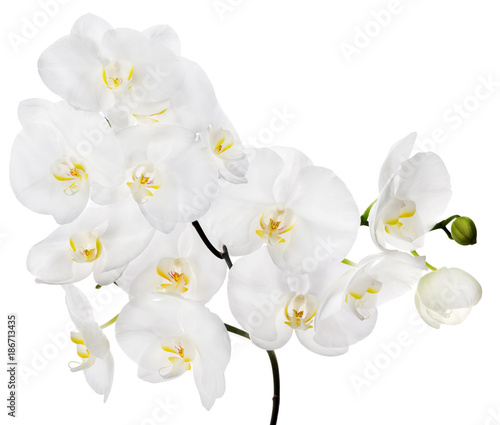 white large isolated orchid flowers on branch