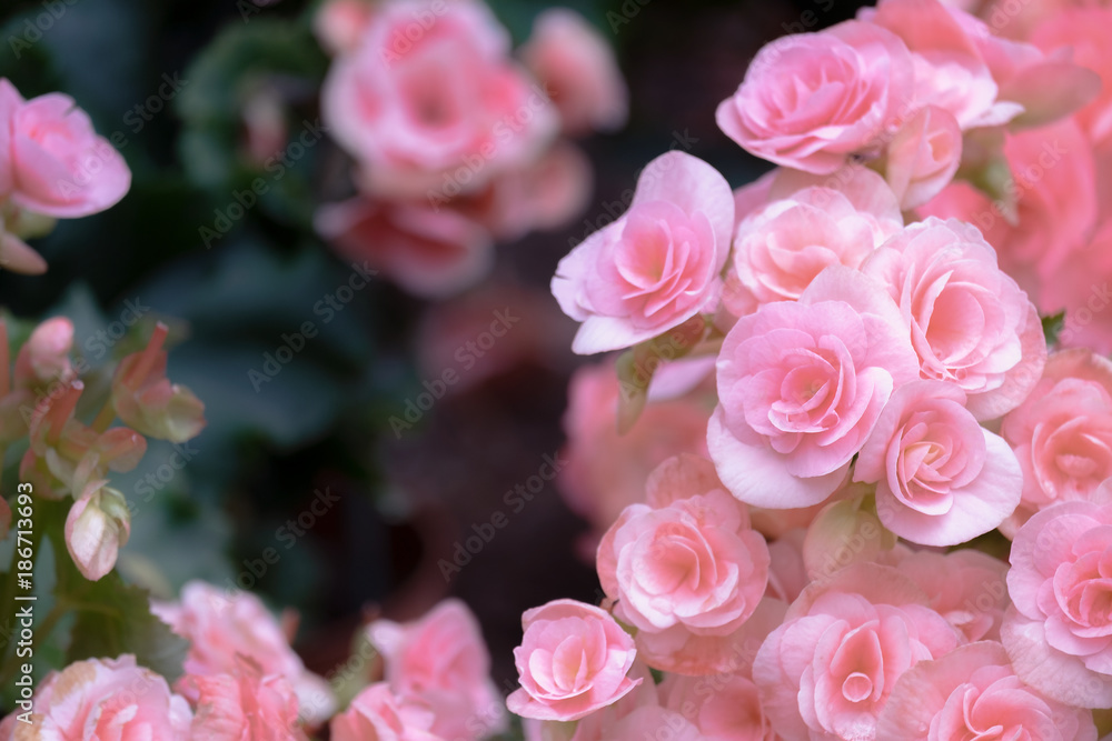Spring scenes of red and pink begonia blooming flowers in the garden with abstract green soft nature background and wallpaper