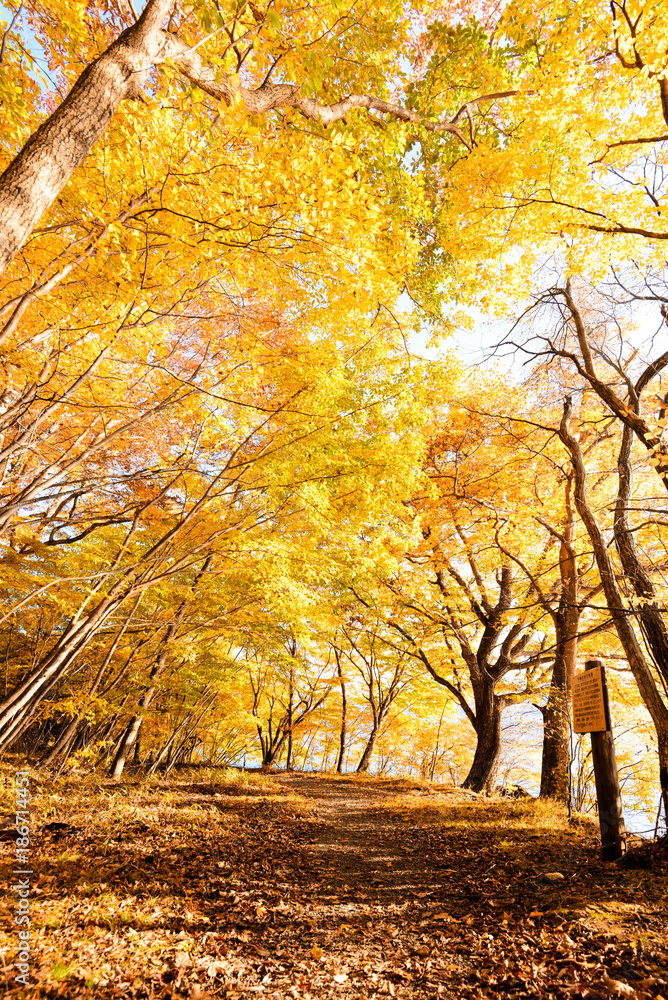 Obraz premium Trekking trail along the forest in Nikko autumn scene