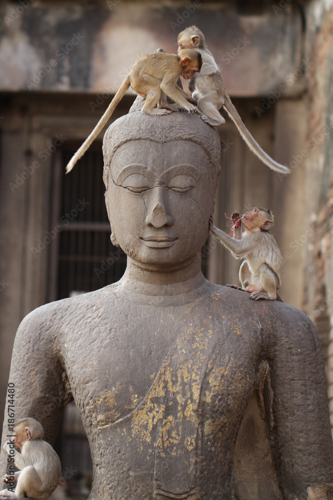 Fototapeta premium Children Monkey standing playing on ancient Buddha head statue, Candid animal wildlife picture waiting for food, group of mammal on historical travel destination in Asia