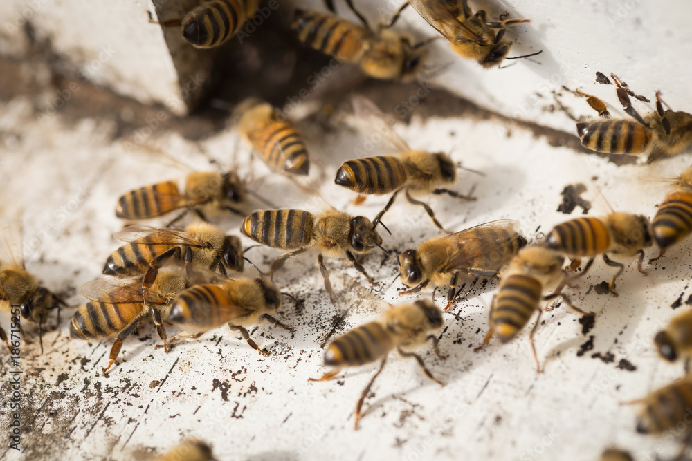 Bees find food and keep in White bee boxes Bees find food and keep in White bee boxes