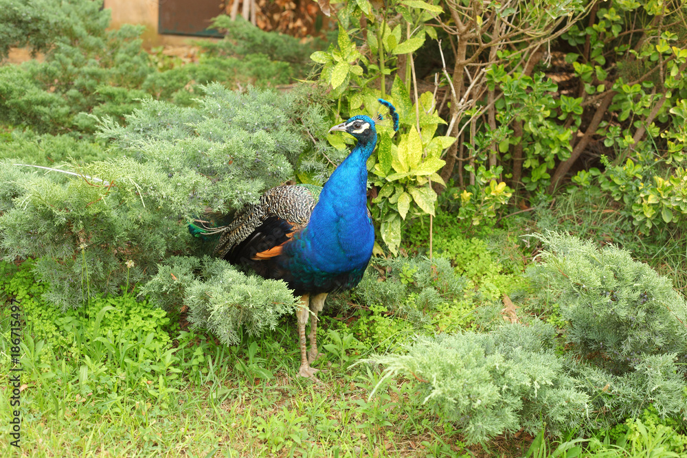 Obraz premium Beautiful bright peacock