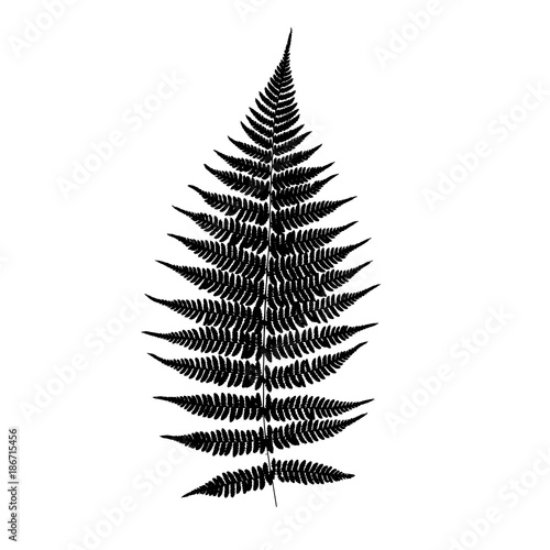 Fern leaf silhouette. Vector illustration