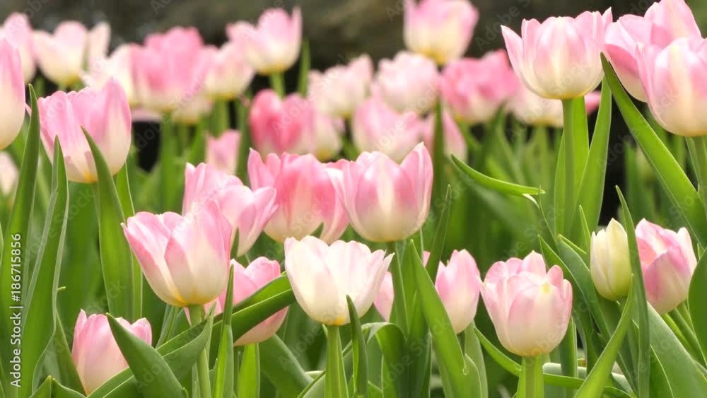 Beautiful tulips in garden, 4K Beautiful tulips in garden, 4K