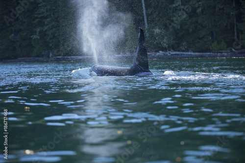 Orca In Kanada