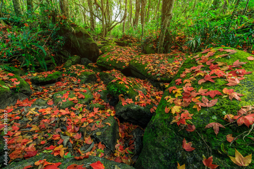 Colourful of maple leafs on the green rocks in autumn season in Phu-Luang wildlife sanctuary, Thailand.