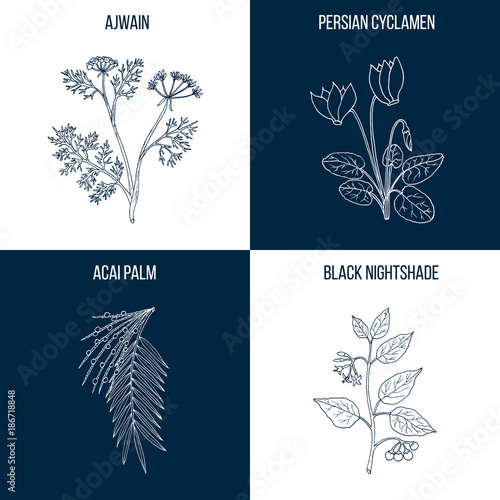 Set of four hand drawn eatable and medicinal plants