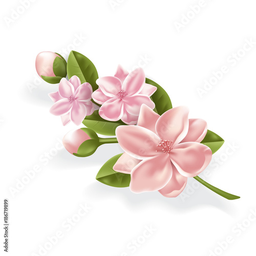 Vector realistic pink flower, cherry, lotos branch
