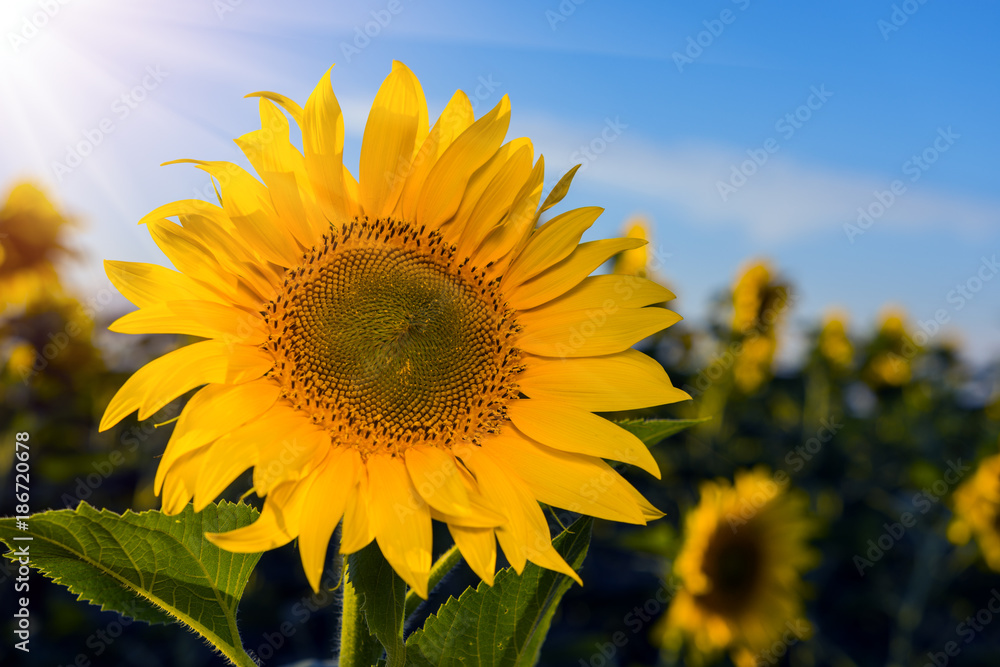 Beautiful sunflowers in the field natural background Beautiful sunflowers in the field natural background