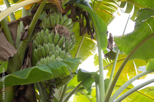 Wallpaper Mural The Green of Bananas Torontodigital.ca