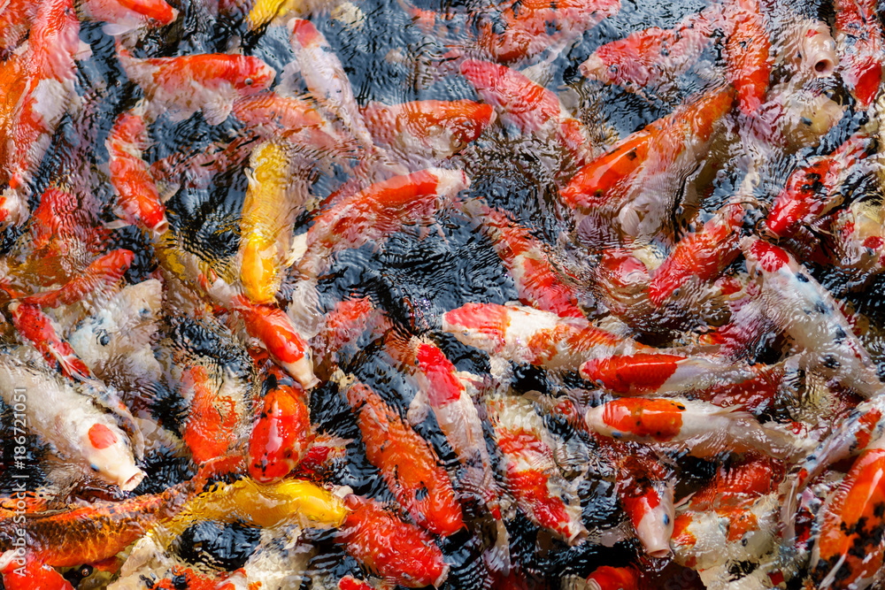 Colorful fancy Koi fish in the pond Colorful fancy Koi fish in the pond