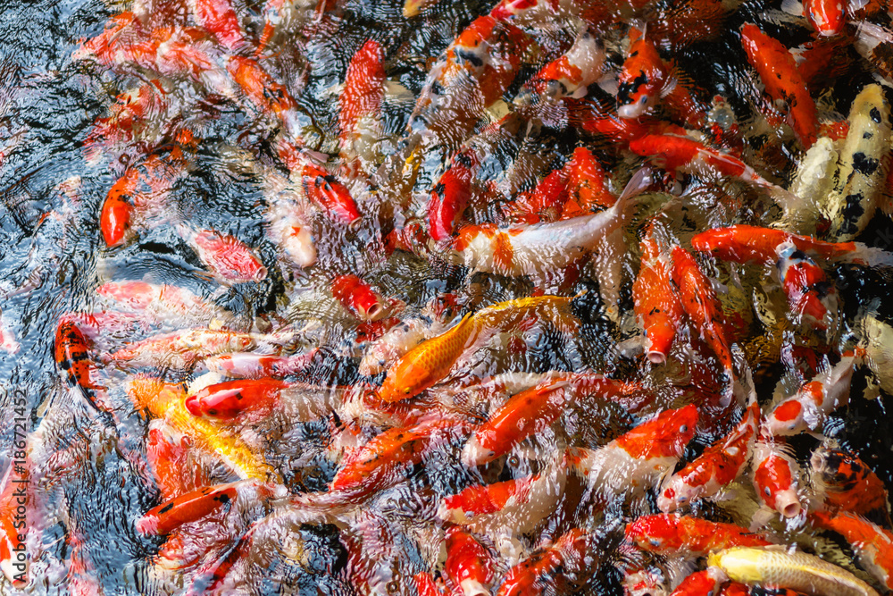 Colorful fancy Koi fish in the pond