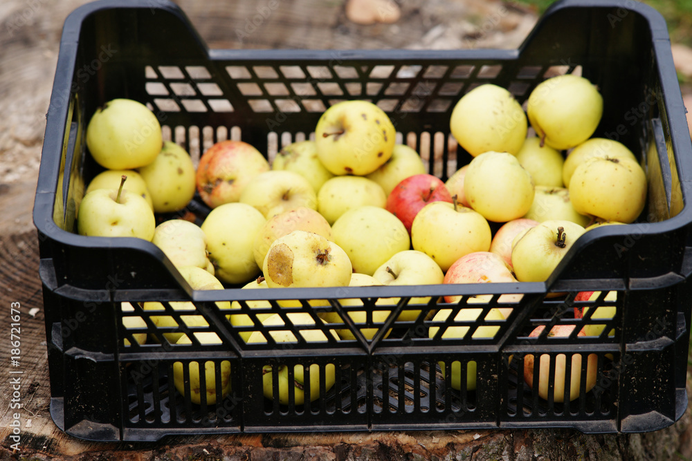 Plastic box full of fresh apples 