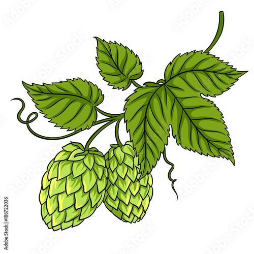 Branch of hops pop art vector illustration