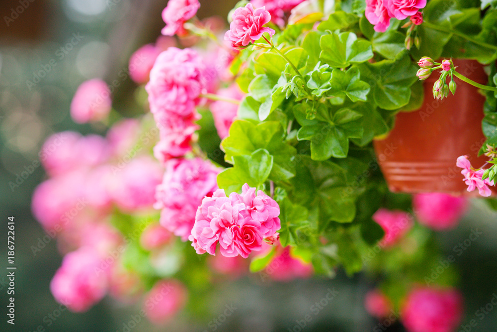 Pink summer flowers in a pot Pink summer flowers in a pot