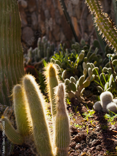 Cacti Green spring landscape on Canary Islands photo