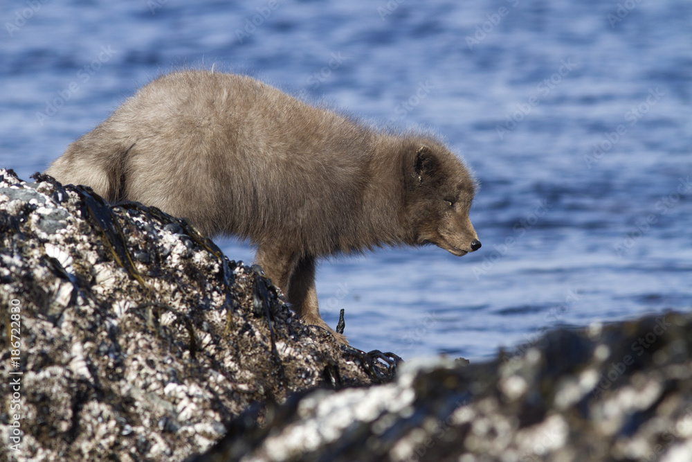 Obraz premium Commanders blue arctic fox that stands on a reef slab at low tide on the seashore on a winter day