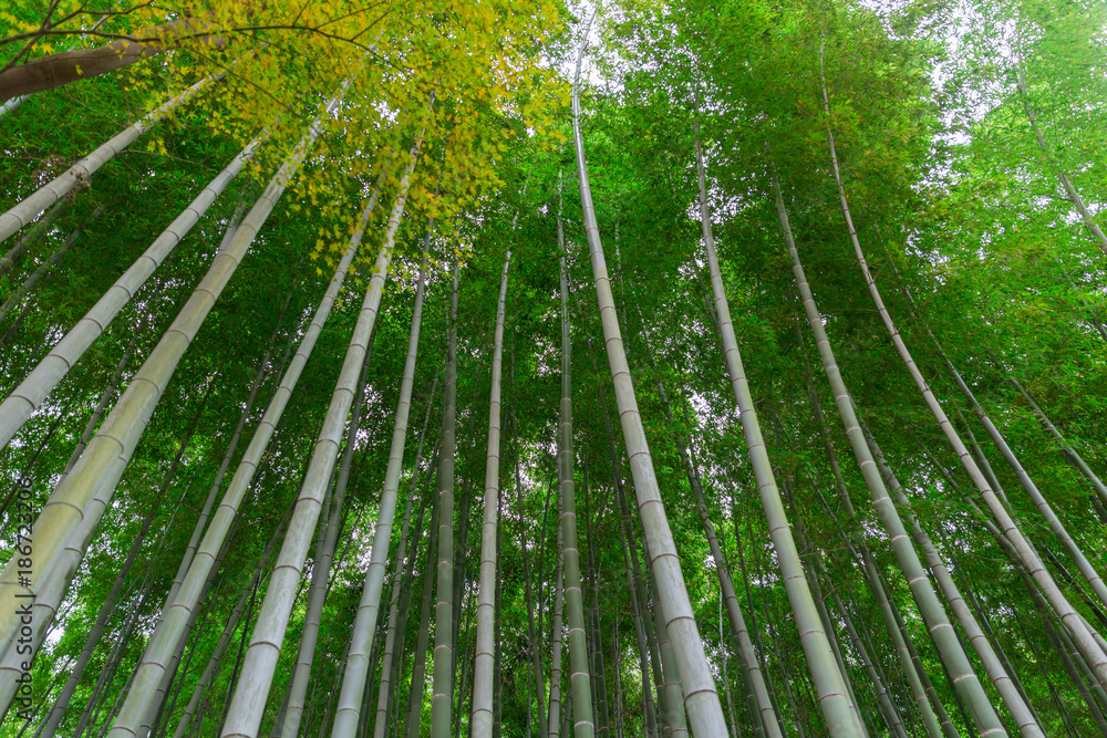 arashiyama bamboo forest in travel kyoto japan arashiyama bamboo forest in travel kyoto japan
