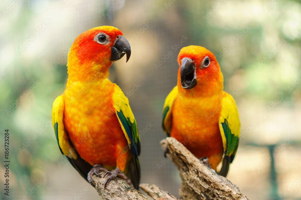 Fototapeta premium Piękne kolorowe ptaki papugi conure słońce na gałęzi drzewa
