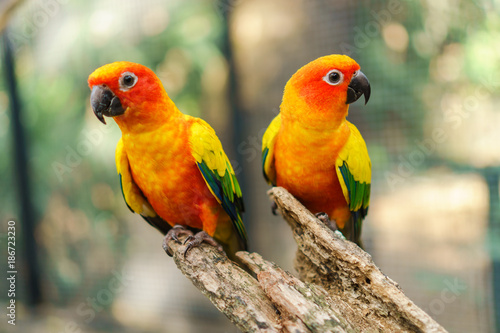 Beautiful colorful sun conure parrot birds on the tree branch photo