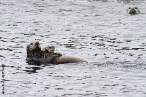female Sea otter with a calf that swims along the shore