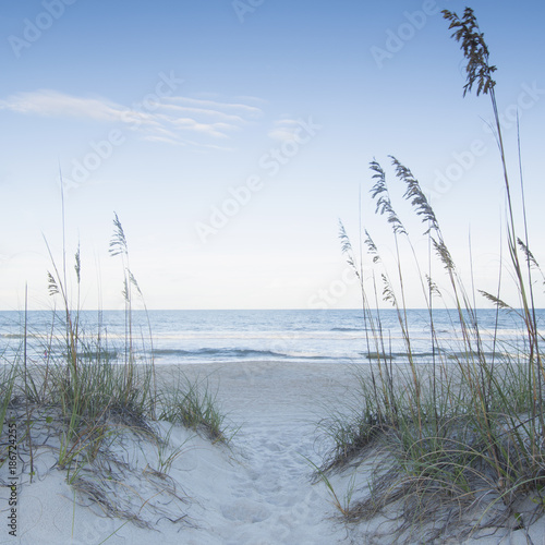 Marram grass in sandy beach