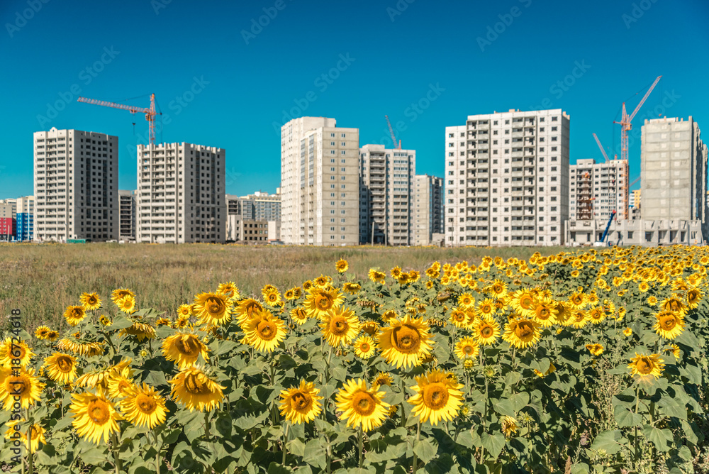 Field of large sunflowers and a new high-rise building on blue sky background Field of large sunflowers and a new high-rise building on blue sky background