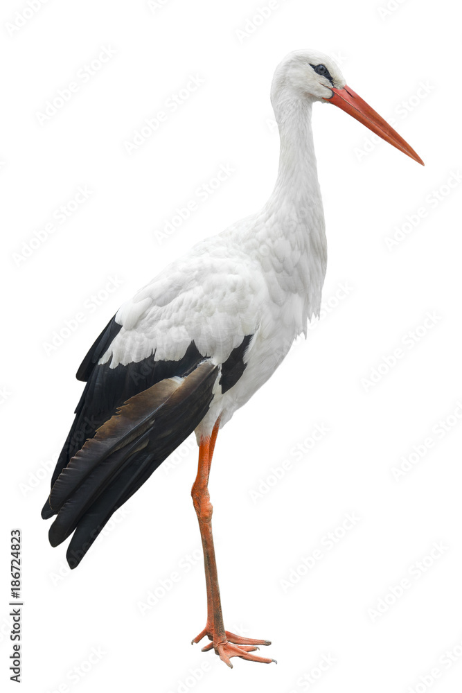 stork stork