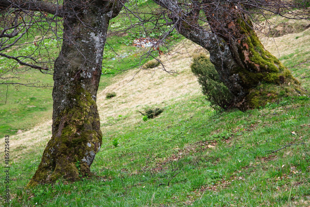 View of mysterious big tree with green moss in a deep green. Calm and wild nature concept. Forest landscape. Nature background. View of mysterious big tree with green moss in a deep green. Calm and wild nature concept. Forest landscape. Nature background.