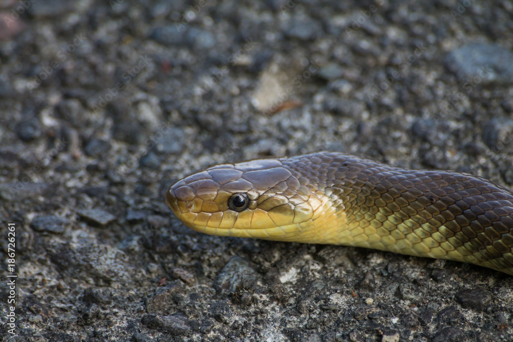 Snake on a rock background Snake on a rock background