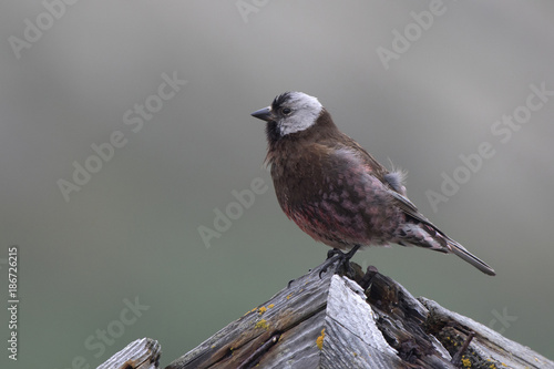 Canvas Print GREY-CROWNED ROSY FINCH which sits on the roof of the old building on a summer d