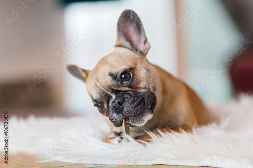 Photo French Bulldog puppy lies on a fur carpet and gnaws at dog food