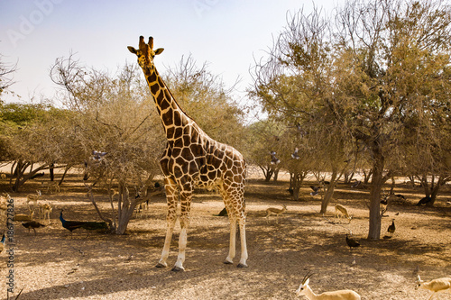Photography Giraffe