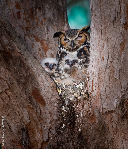 Bild auf Leinwand Tiny, two week old baby owls, peak out in curiosity at dawn.CR2