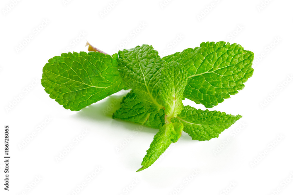 mint isolated on white mint isolated on white