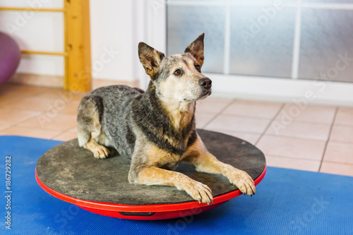 Фотография Australian Cattledog lies on a wobble board