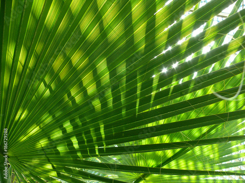green shine palm leaf