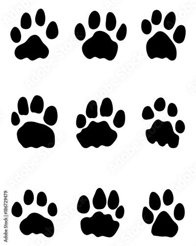 Black footprints of lions on a white background