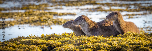 Photography Family of three Otters