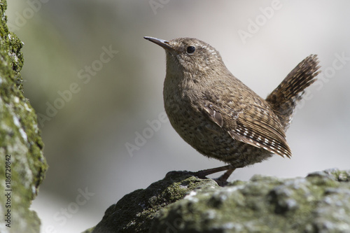 Male WINTER WREN sitting on the rocks near his nest on a summer day