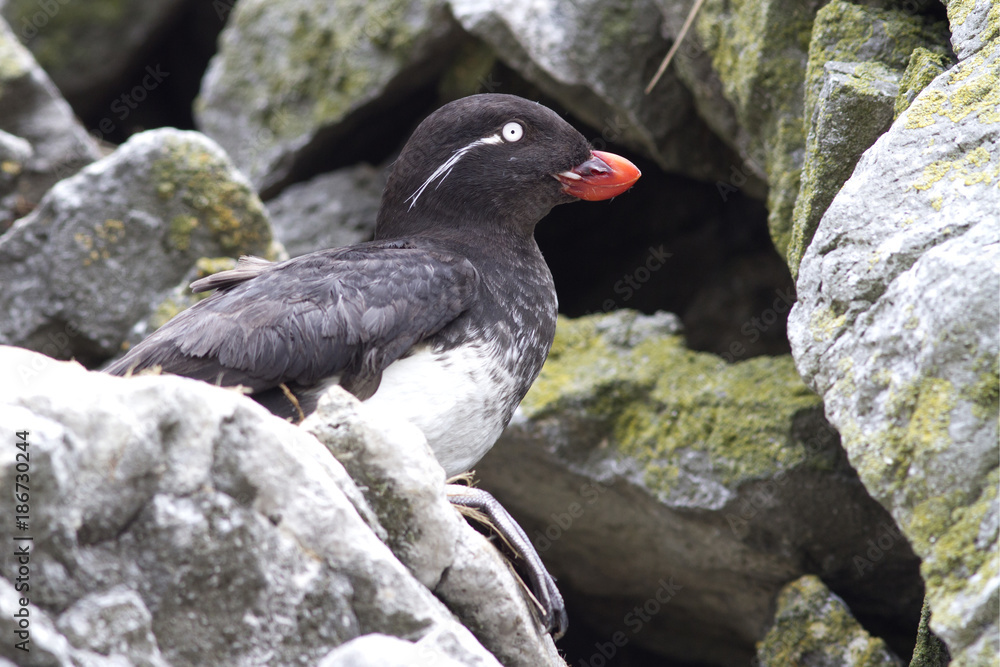 Obraz premium PARAKEET AUKLET sitting among the rocks in the colony of seabirds