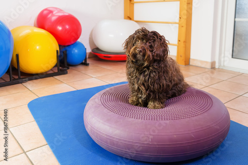 Havanese stands on a training device in an physiotherapy office photo