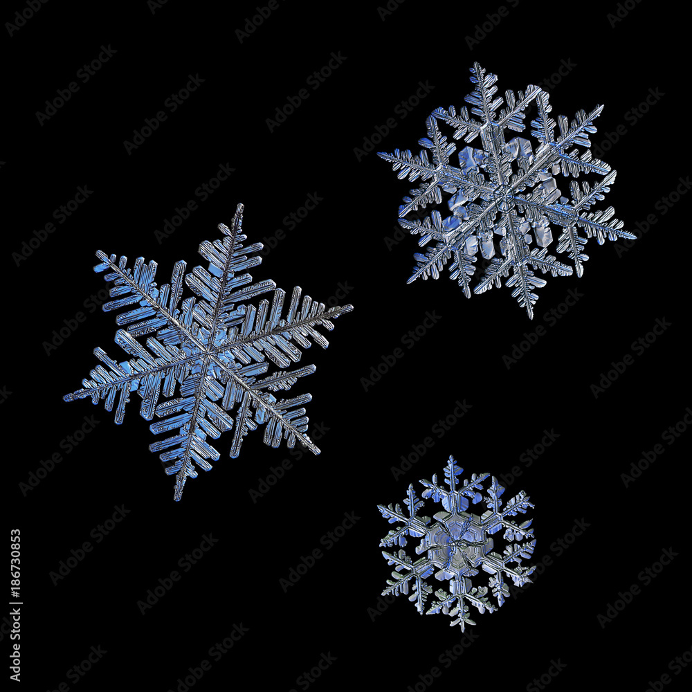 Three snowflakes isolated on black background. Macro photo of real snow crystals: large stellar dendrites with complex elegant shapes, long ornate arms, perfect hexagonal symmetry and glossy surface. Three snowflakes isolated on black background. Macro photo of real snow crystals: large stellar dendrites with complex elegant shapes, long ornate arms, perfect hexagonal symmetry and glossy surface.