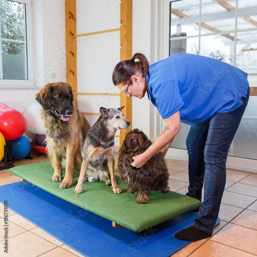 Картината върху платно three dogs sitting on a wobble board in an animal physiotherapy office