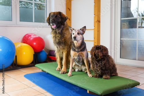 three dogs sitting on a wobble board in an animal physiotherapy office photo