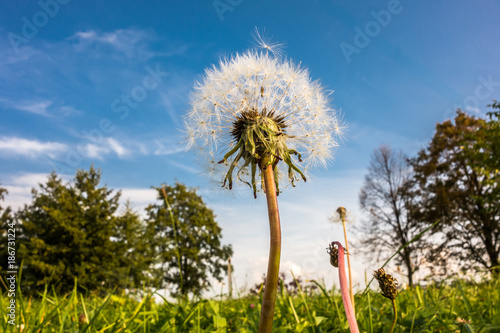 Sommerwiese mit Loewenzahn