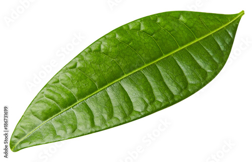 mango leaves isolated