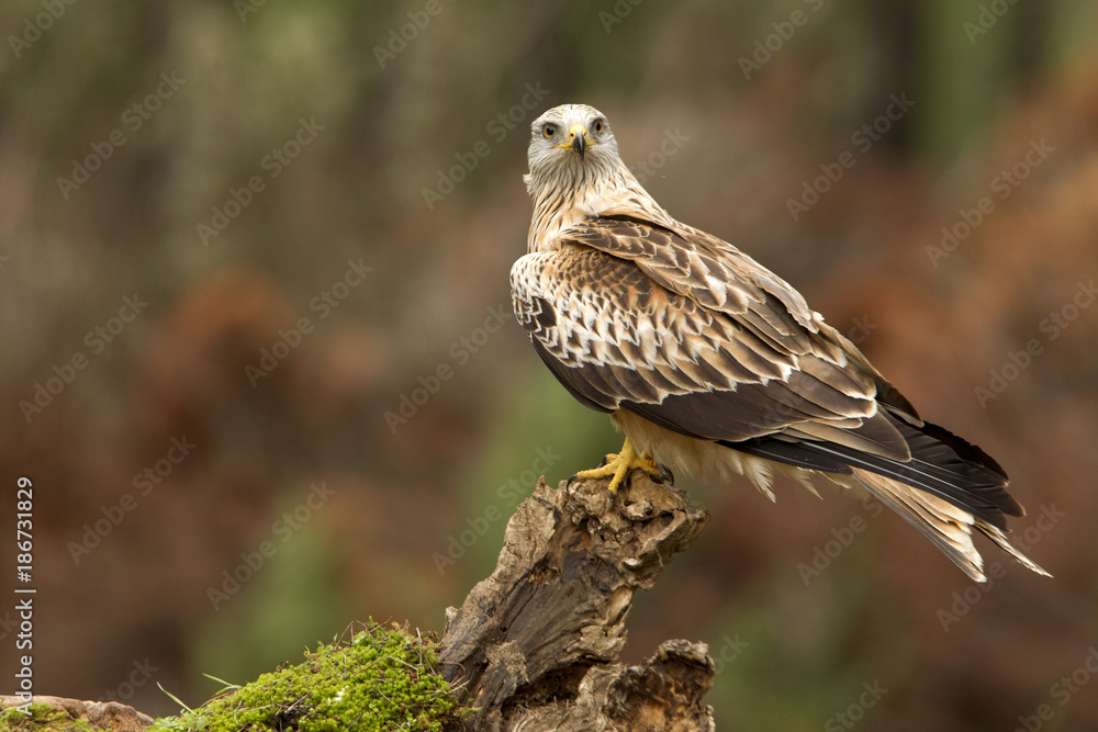 Red kite. Milvus milvus